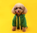 Pies w zielonej bluzie